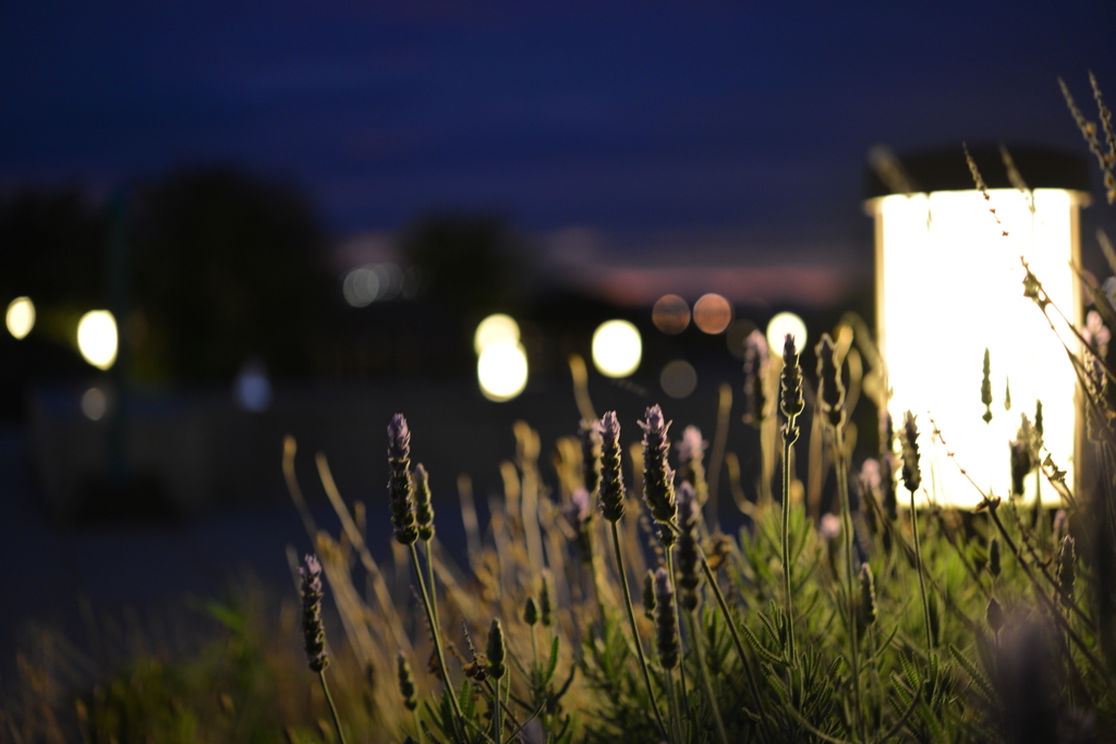 夜の花