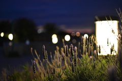 夜の花