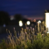 夜の花