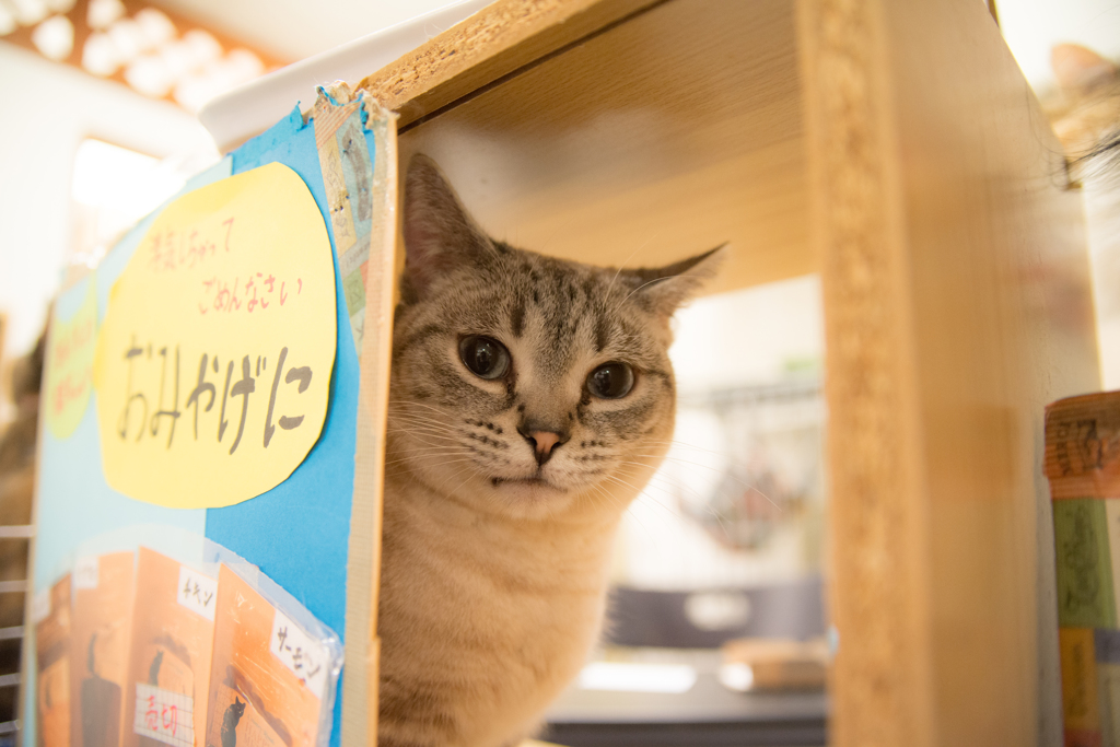 猫カフェ