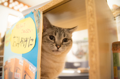 猫カフェ
