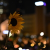 夜のヒマワリ