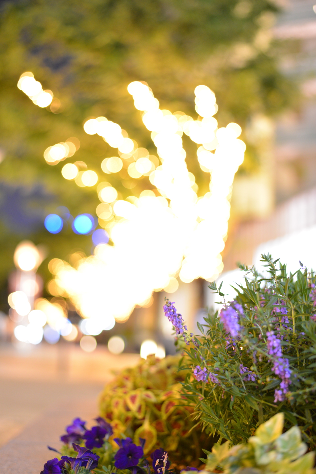 夜に咲く