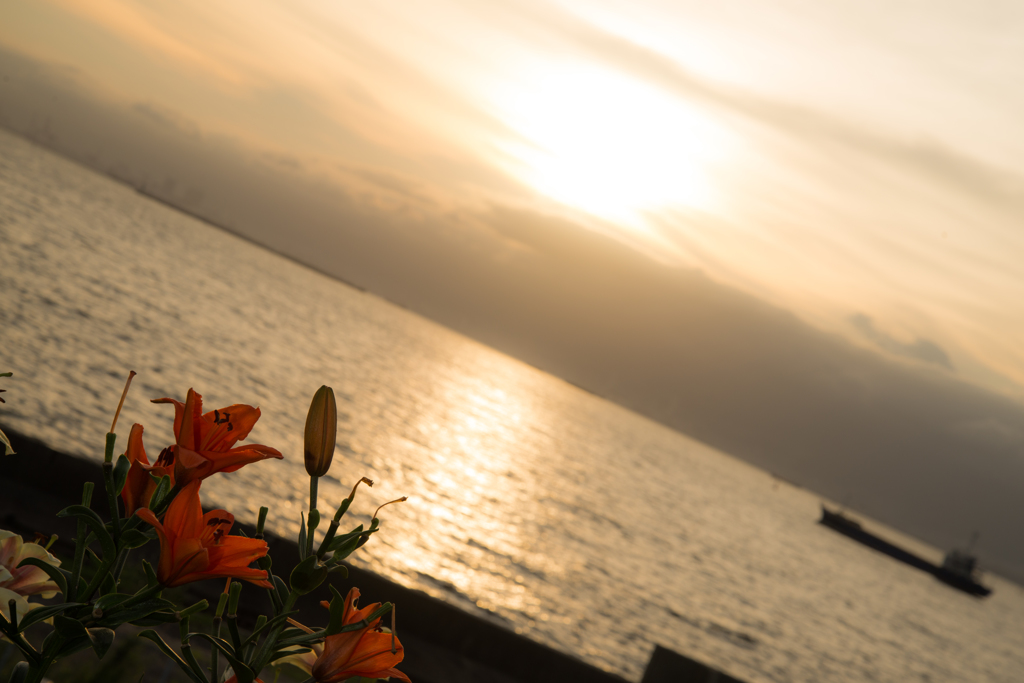 ゆり園の夕景