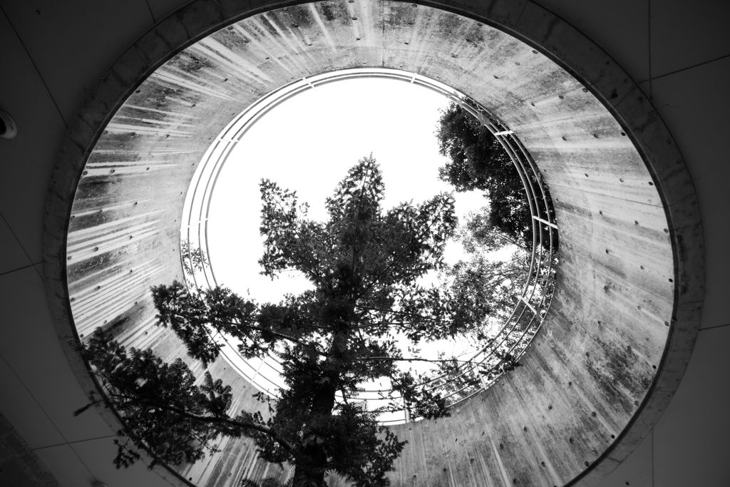 空へ向かって真っ直ぐと