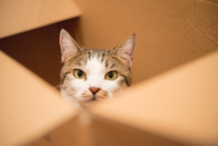 箱入り猫