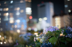 夜の紫陽花