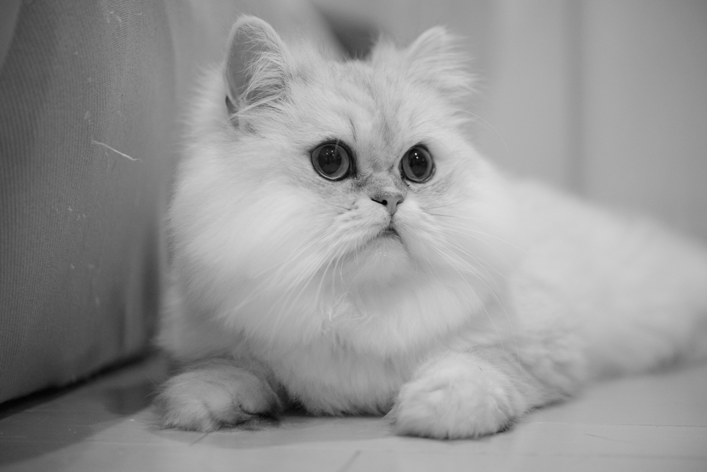 猫カフェ