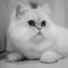 猫カフェ
