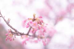 河津桜