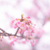 河津桜
