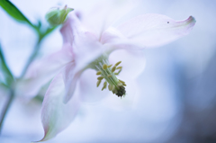 陰に咲く花