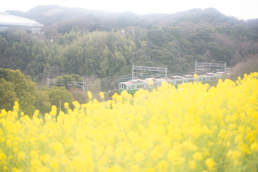 電車と菜の花