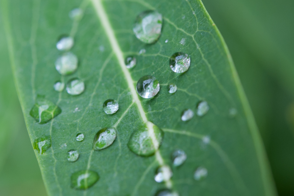 雨上がり