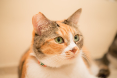 猫カフェ