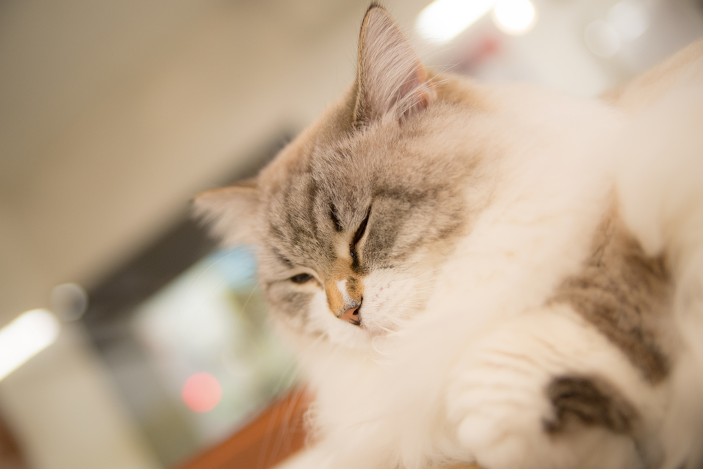猫カフェ