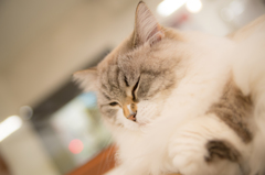 猫カフェ
