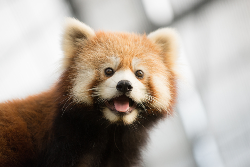 レッサーパンダ