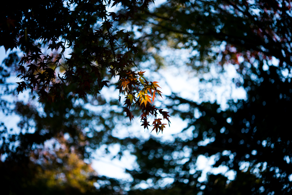 紅葉