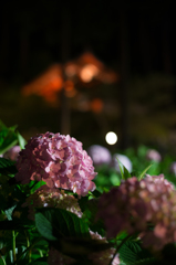 夜のアジサイ