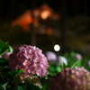 夜のアジサイ