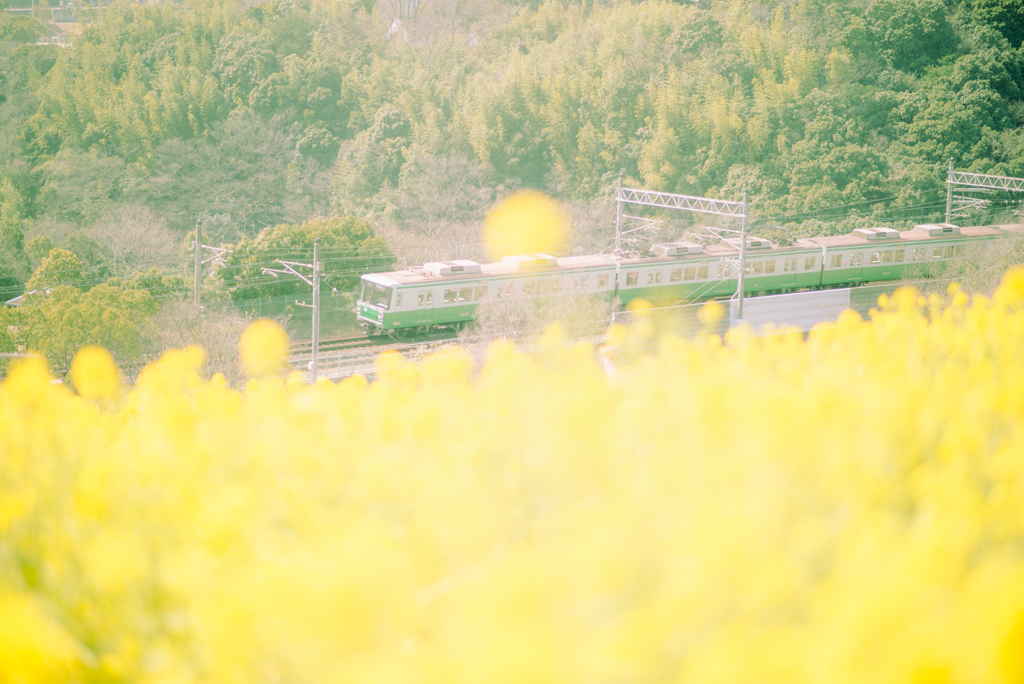 春色列車