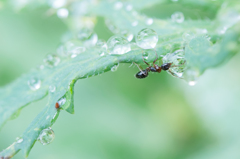 水滴と蟻