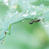 水滴と蟻