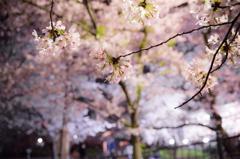 夜桜