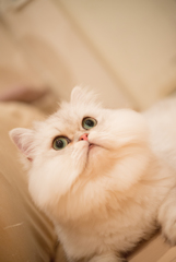 猫カフェ