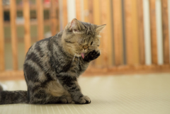 ペロッ