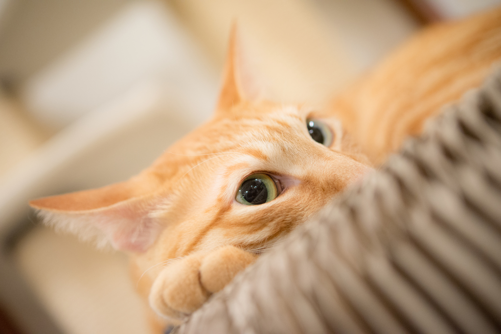猫カフェ