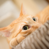 猫カフェ