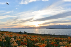 夕日もユリもオレンジ色