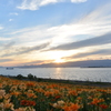 夕日もユリもオレンジ色