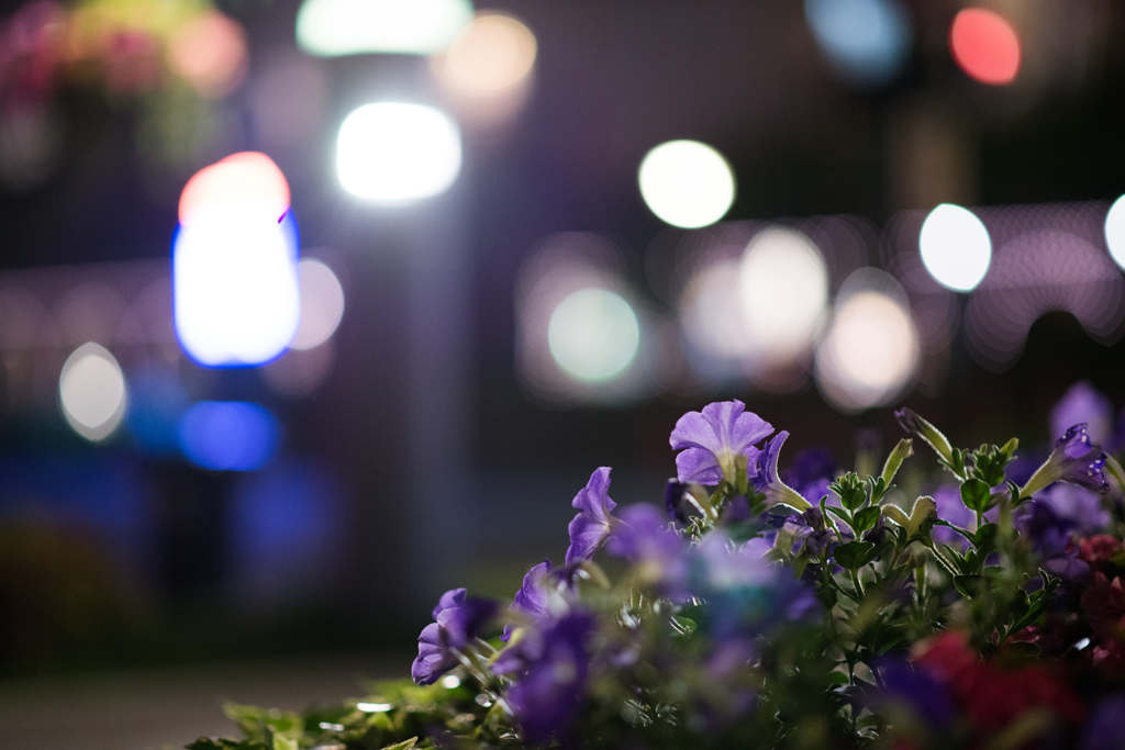夜の花