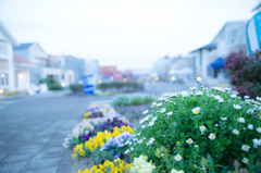 住宅展示場に咲く花
