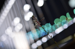 夜の花