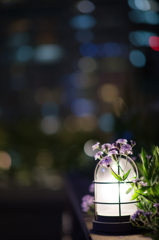 夜の花