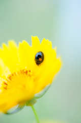 お花の上でかくれんぼ