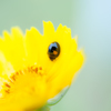 お花の上でかくれんぼ
