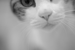 猫ちゃん