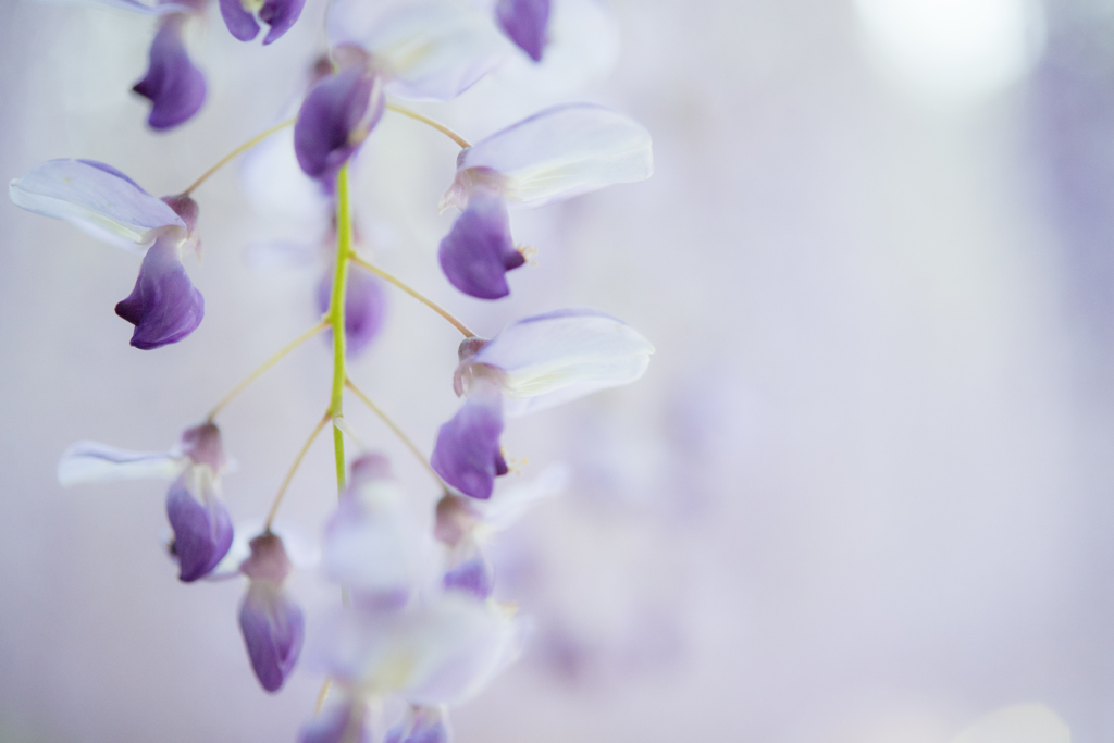 藤の花