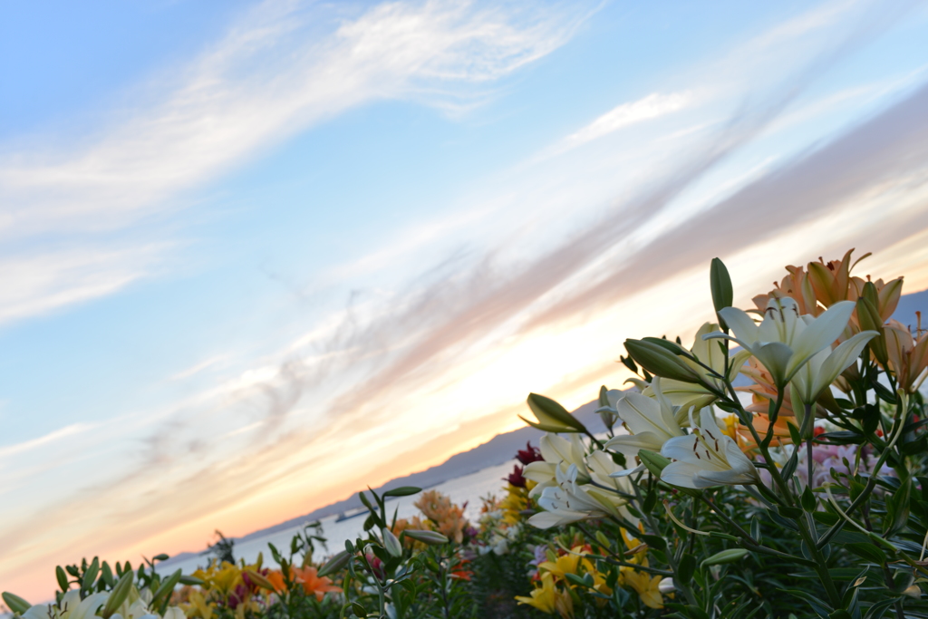 ユリ園の夕景