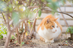 野良猫ちゃん