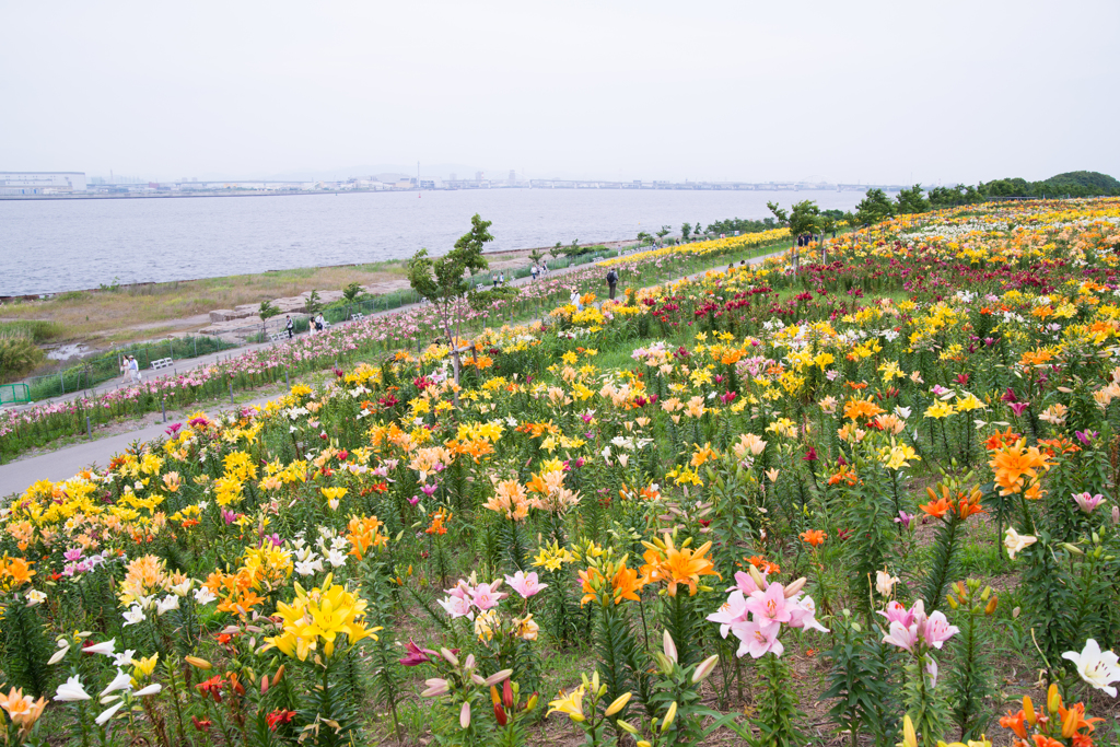 ゆり園