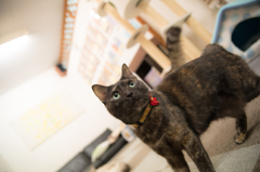 猫カフェ