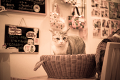 カゴ入り猫