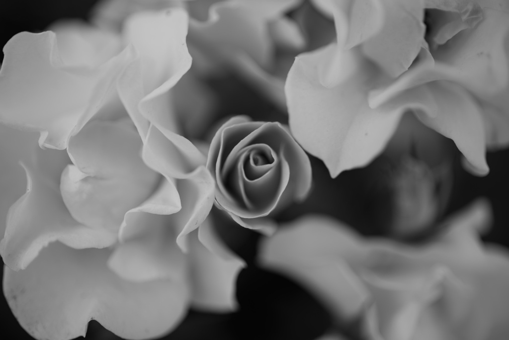 薔薇