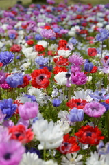 お花畑